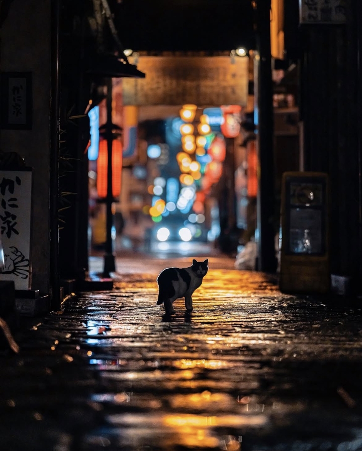 ❤️❤️pedia pedia❤️❤️