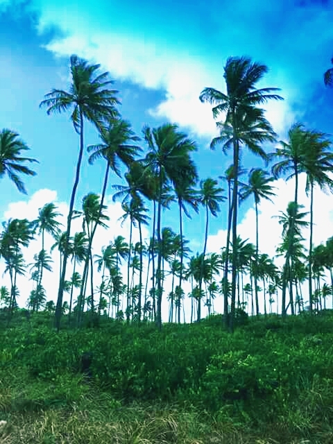 Palm Trees