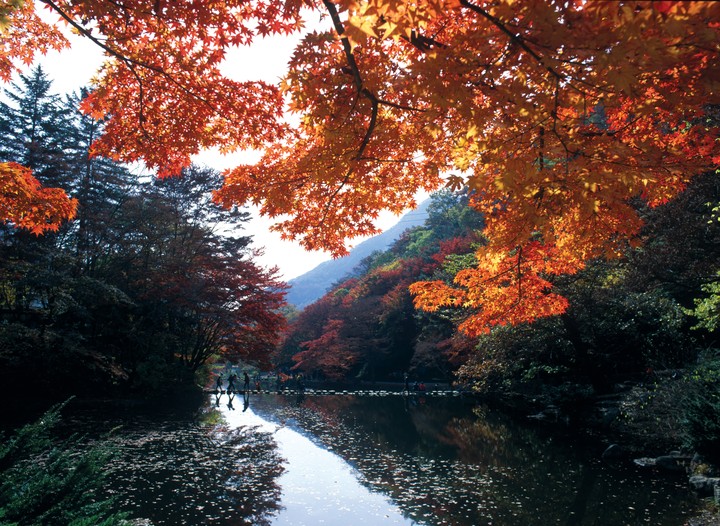 Scenics
