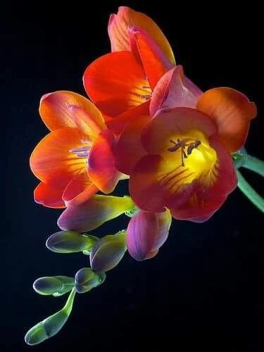 fleurs