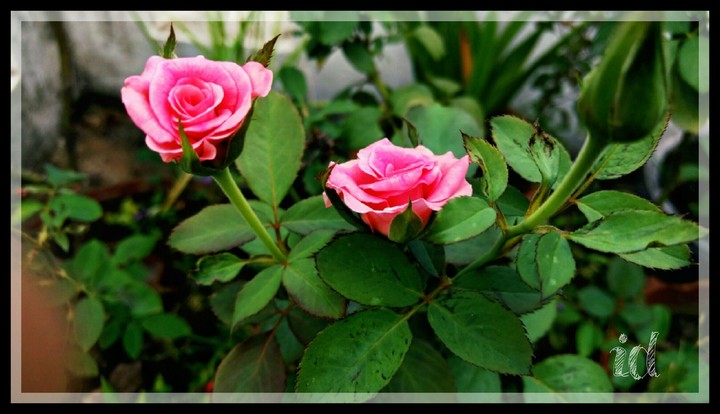 rose