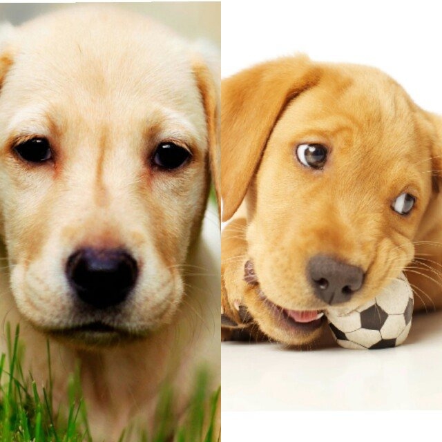 two puppies at once