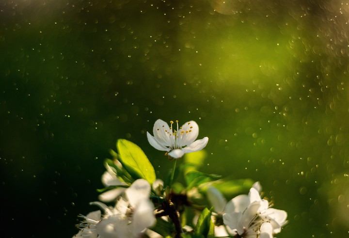 Cherry blossom