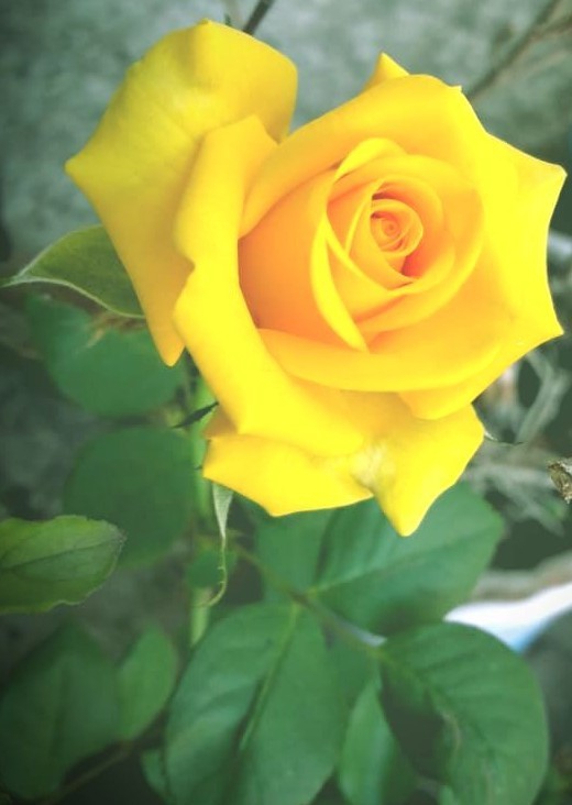 flower i love