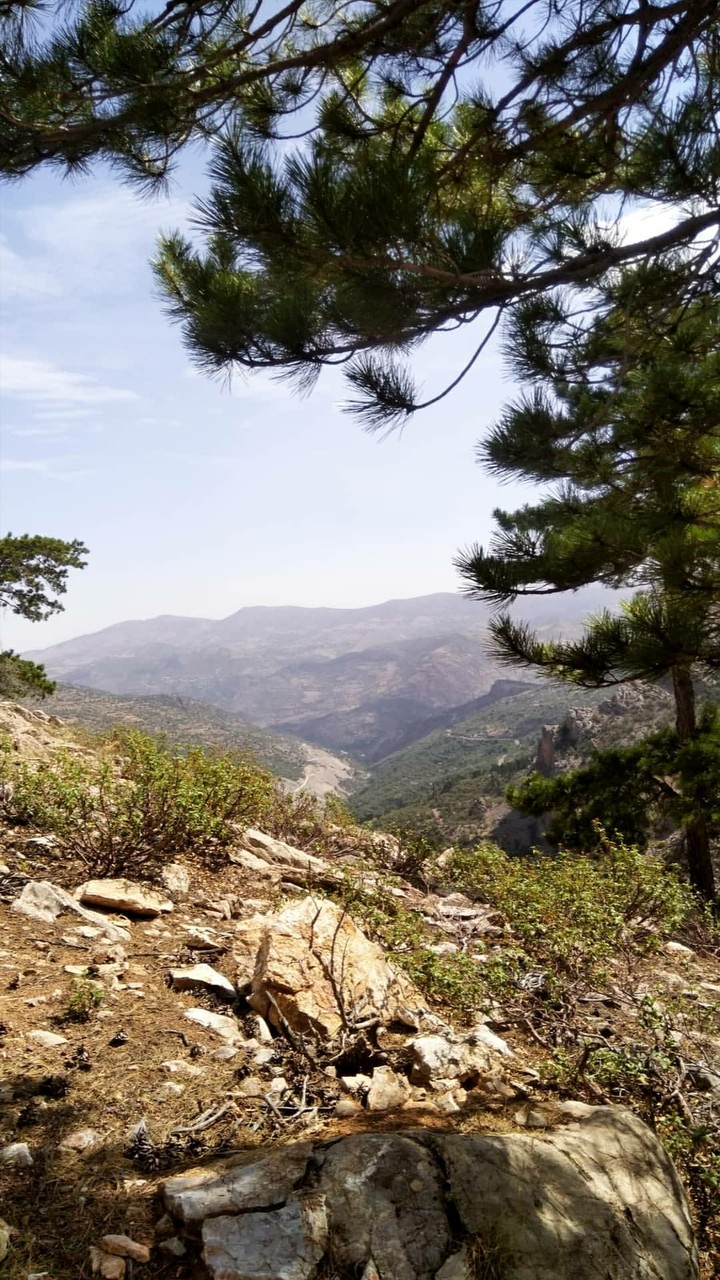 taşkent