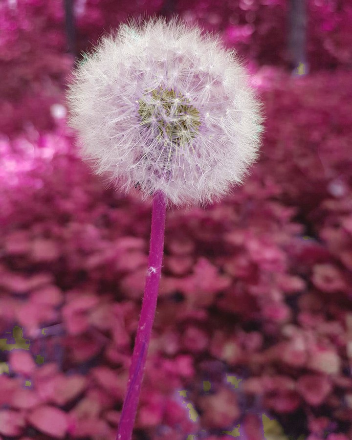 In pink