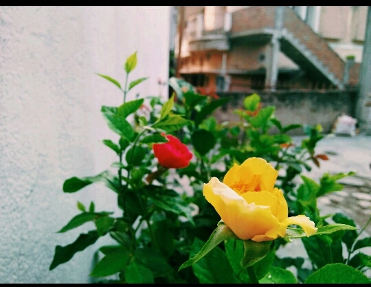 beautiful rose flower