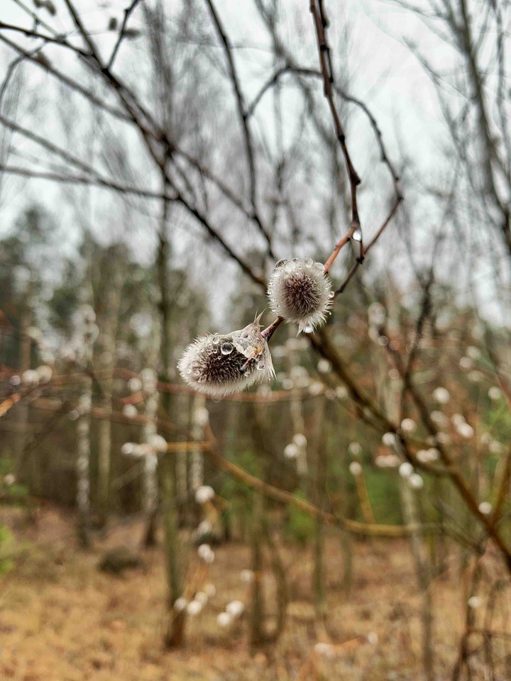 spring