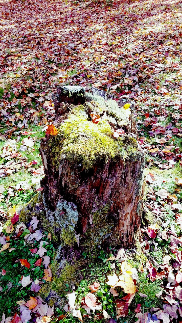 moss