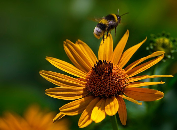 bumblebee