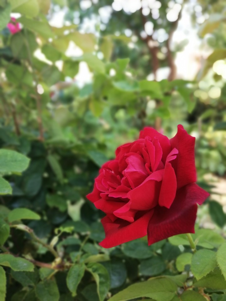#gül #rose