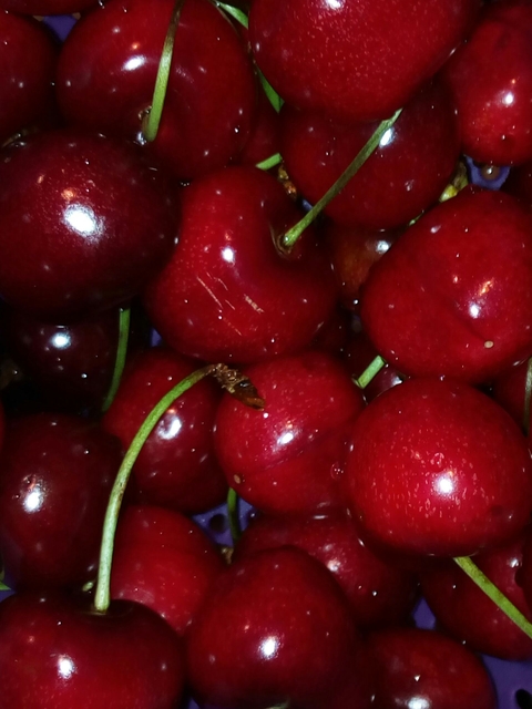 summer cherry
