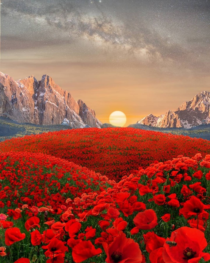 Poppy field