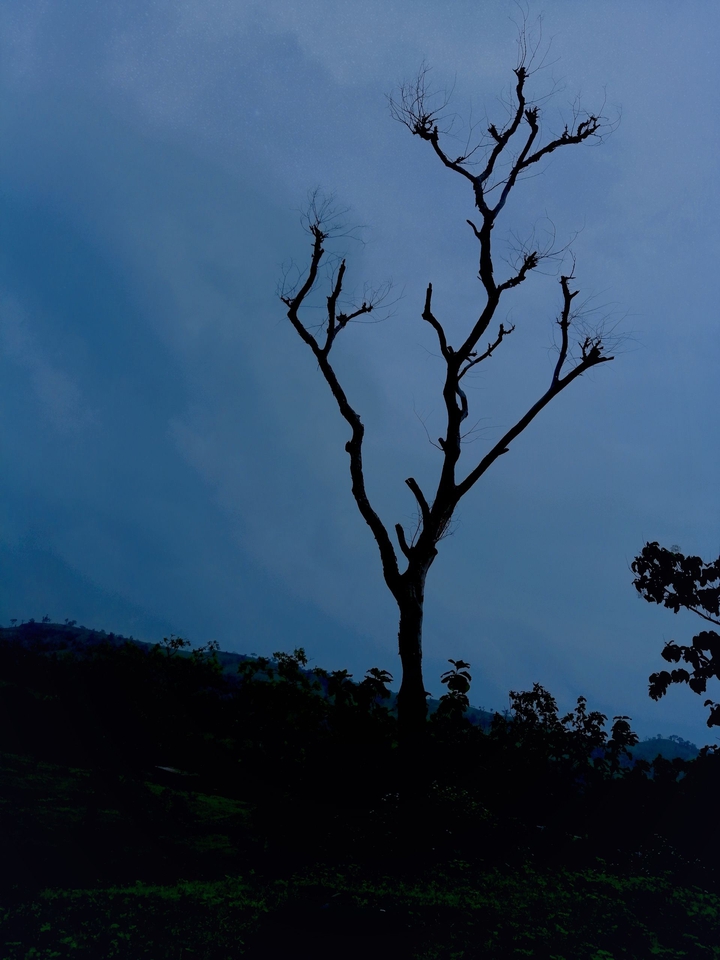 a tree