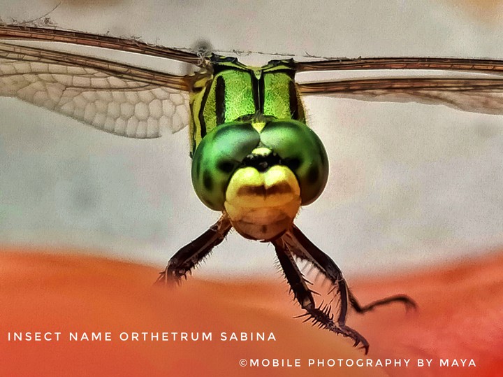 Dragon fly