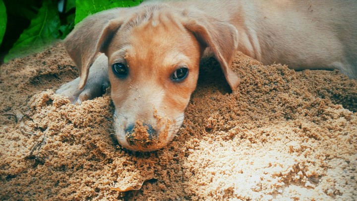 cachorro na areia