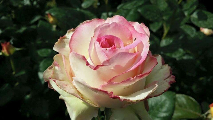 Rosas