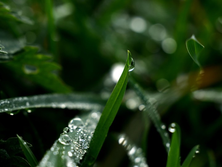 Grashalm, Regentropfen, Wassertropfen, Wiese