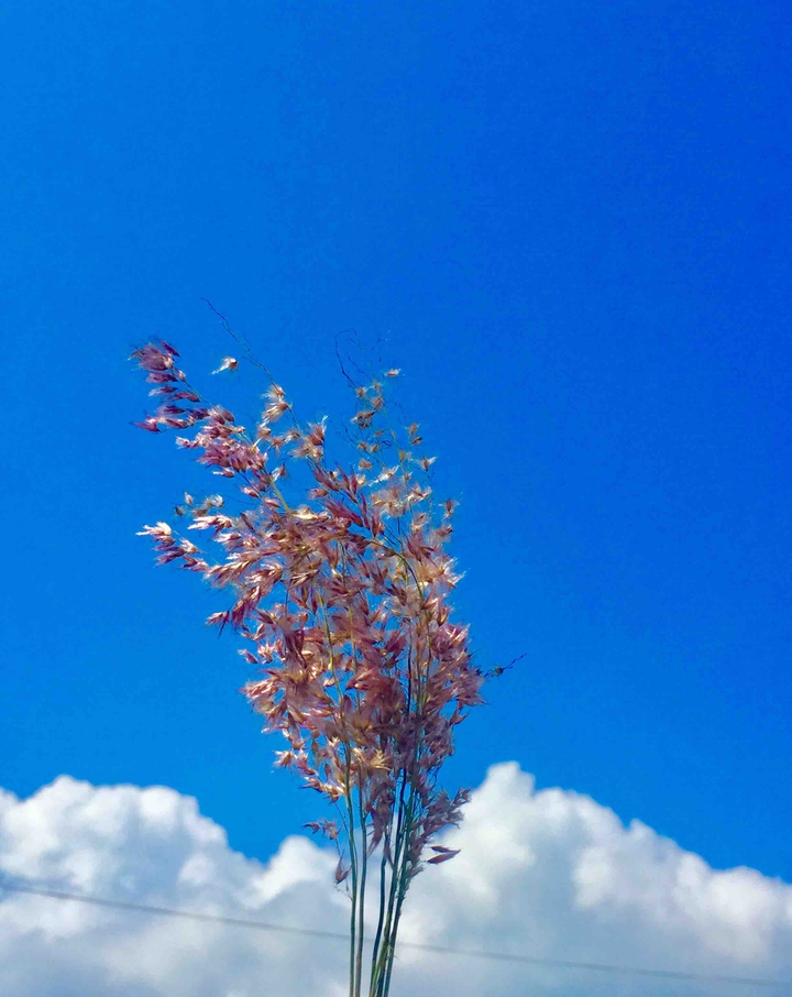 pink grass Vietnamese