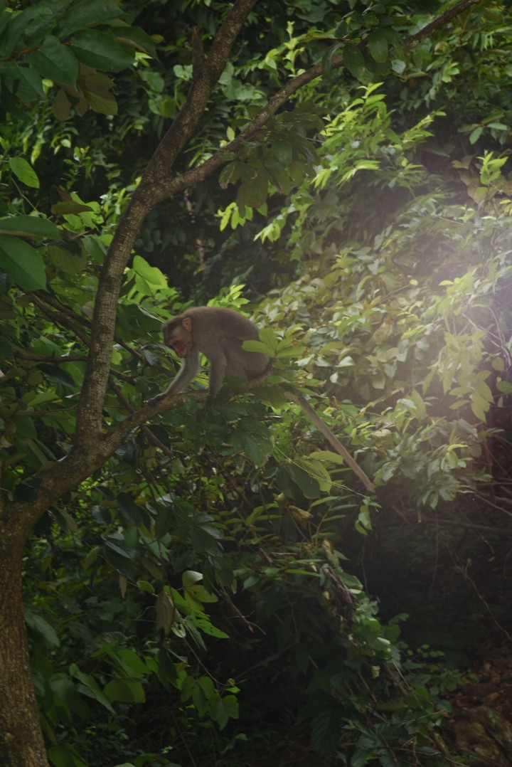 monkey