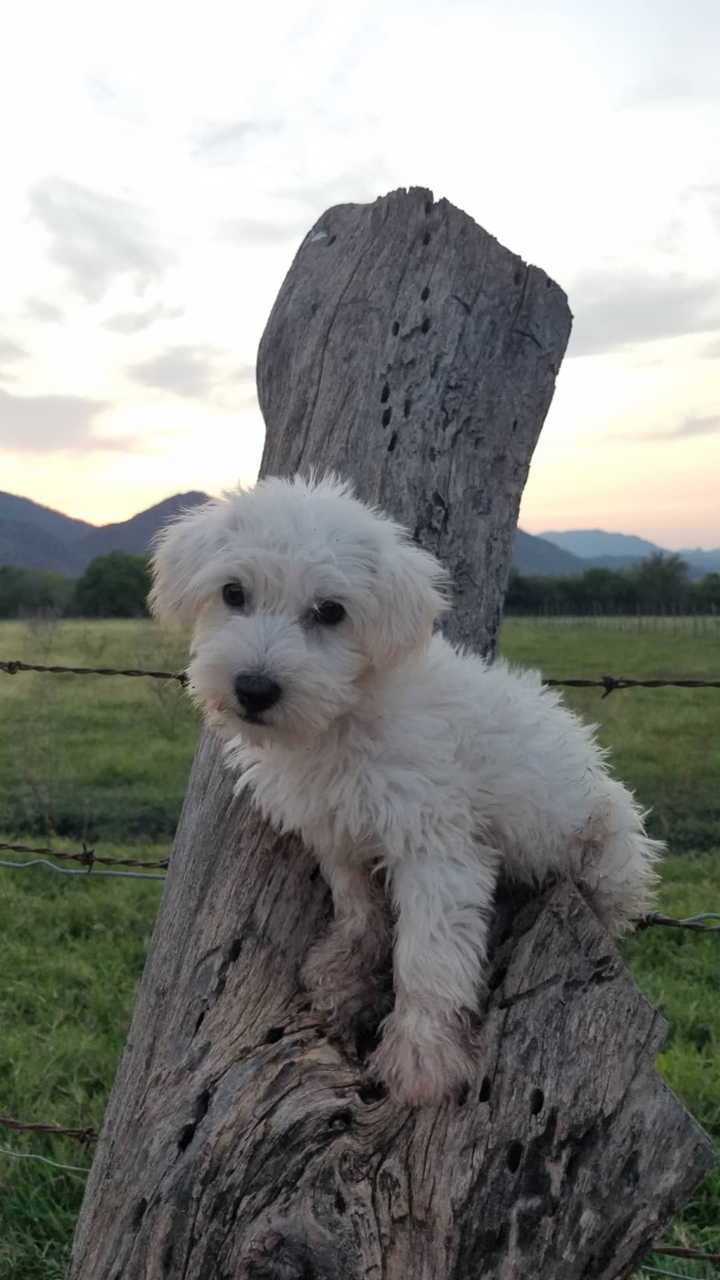 Copito...