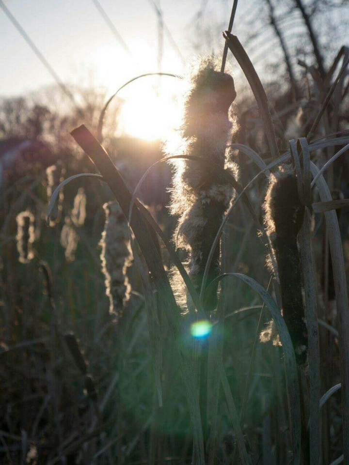 Cat Tails in the Sunset