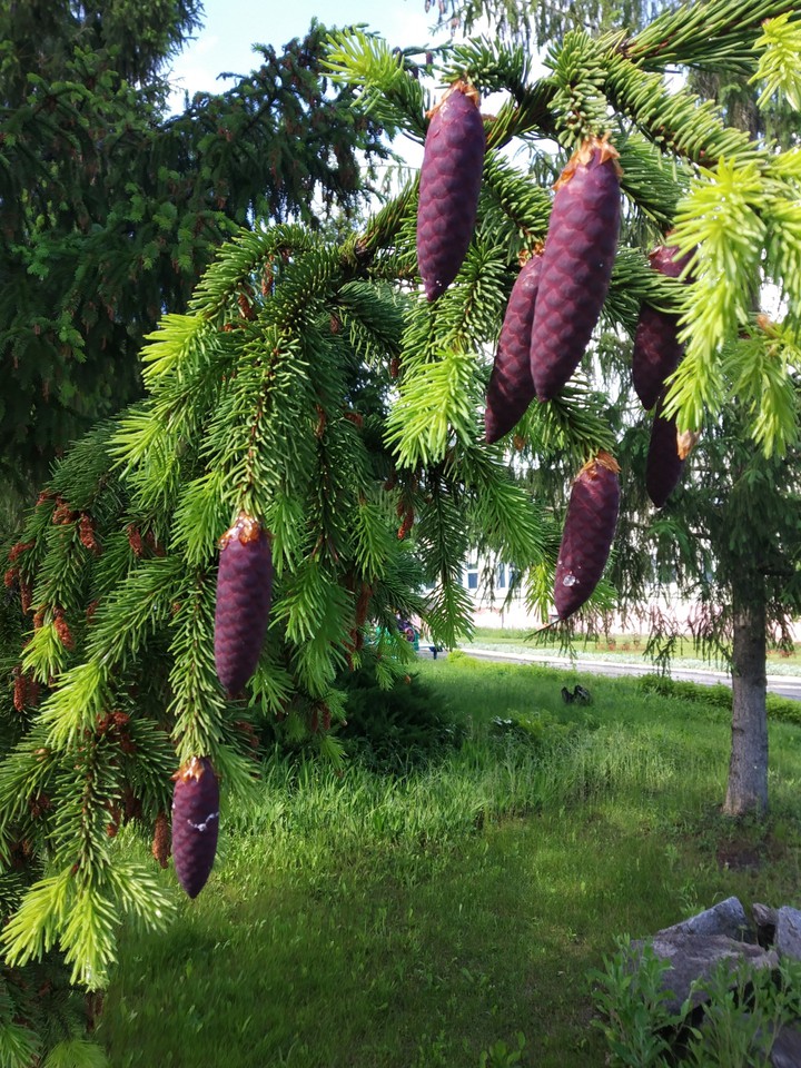Шишки