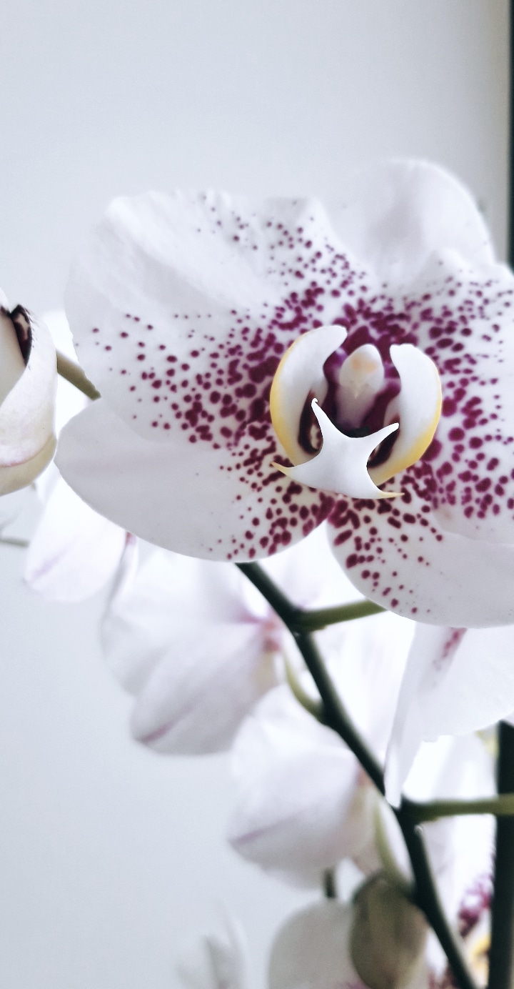 Orchid