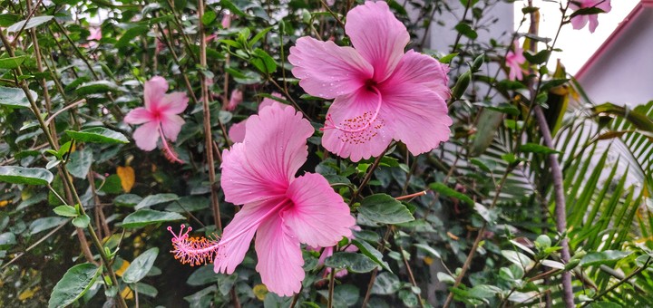Pink hibiscus