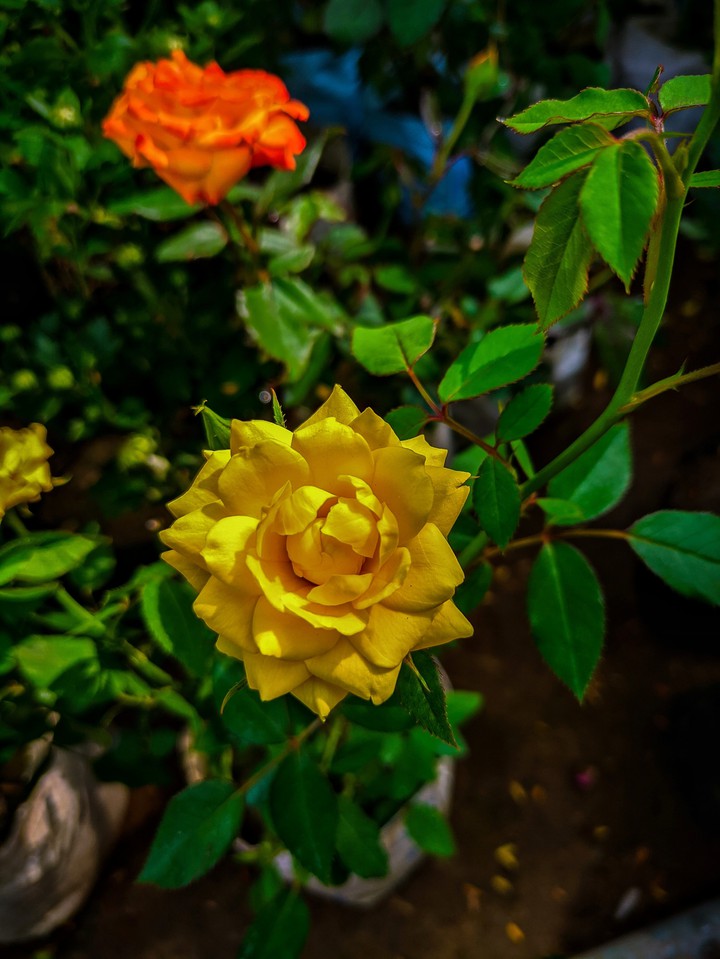 Rose