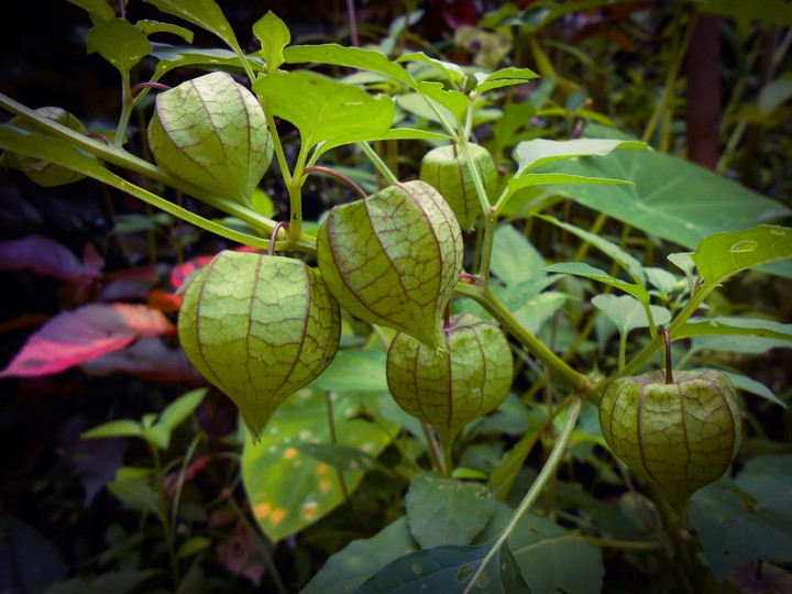 plant