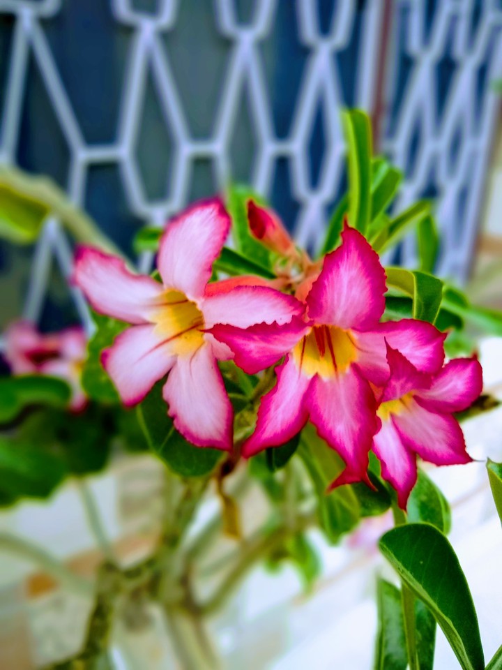 Desert Rose..
