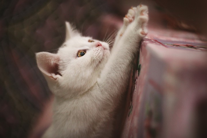 kitten sip