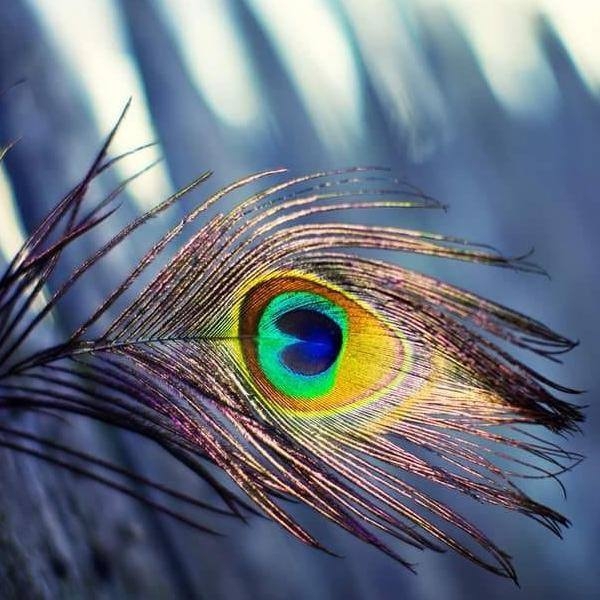 Feather