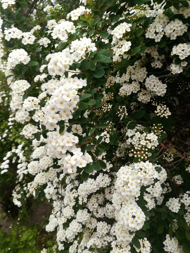 кустарник