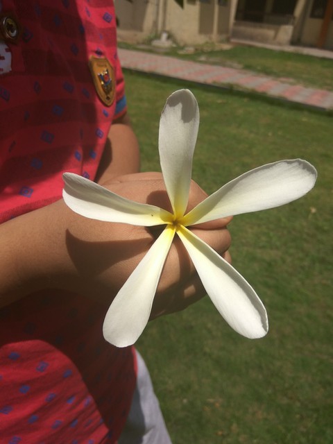 flower