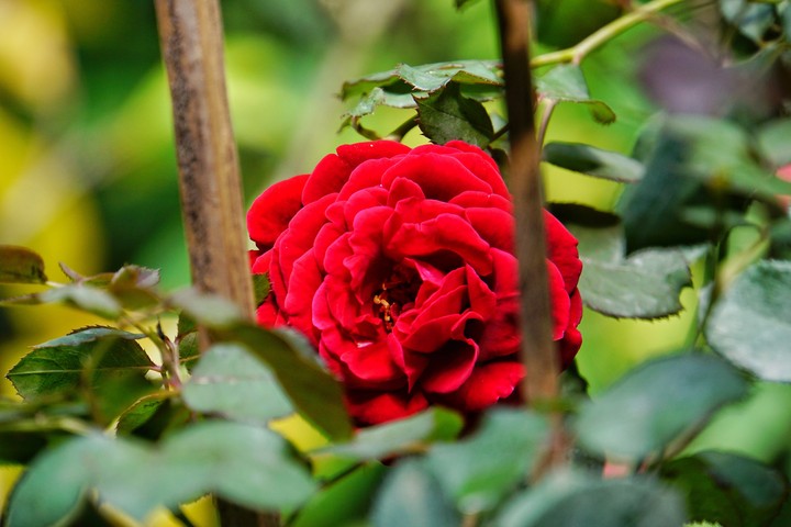 Donjuan Rose