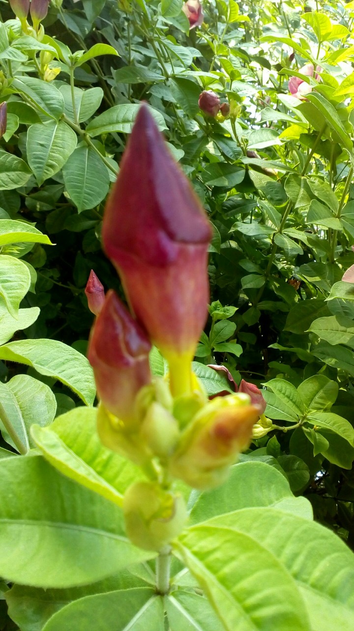 diamond shape bud