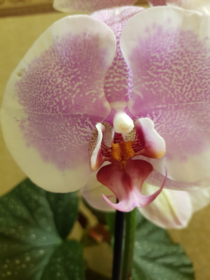 falenopsis