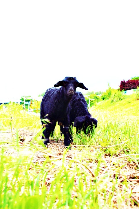 tapety Livestock, meadow
