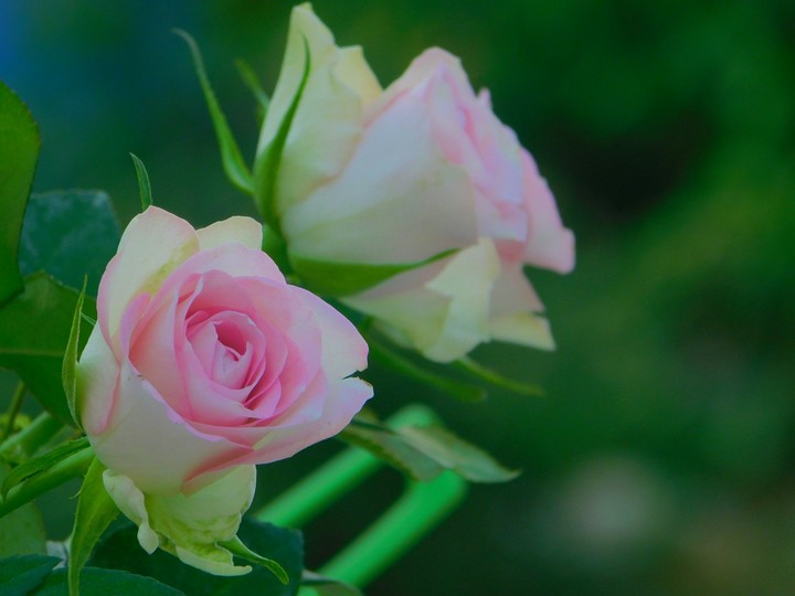 Wonderful Roses in the Garden