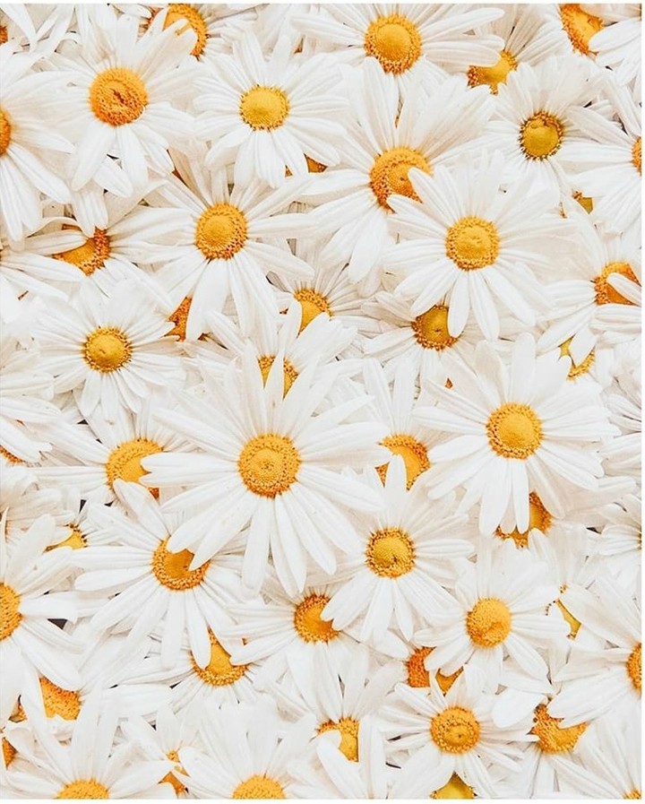 Many Flower