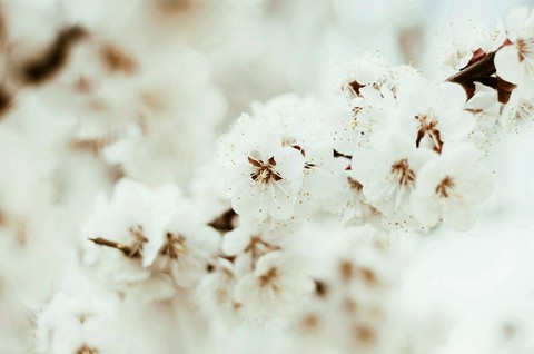 Flores