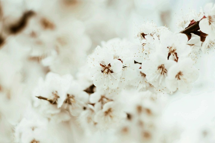 Flores
