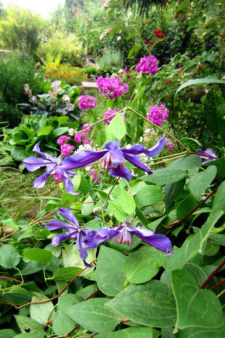 Clematis and phlox