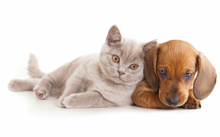 who said that dogs and cats are rivals?