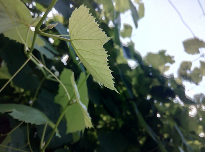 Grapes