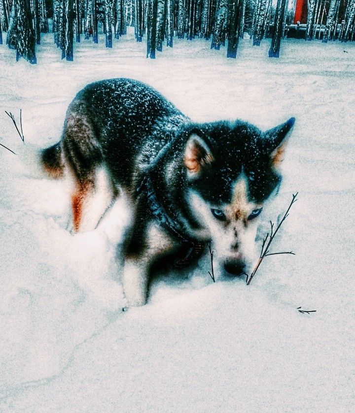 Hasky