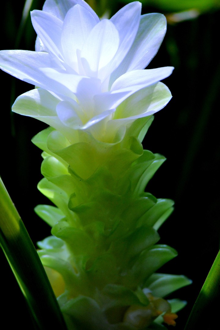 turmeric flower