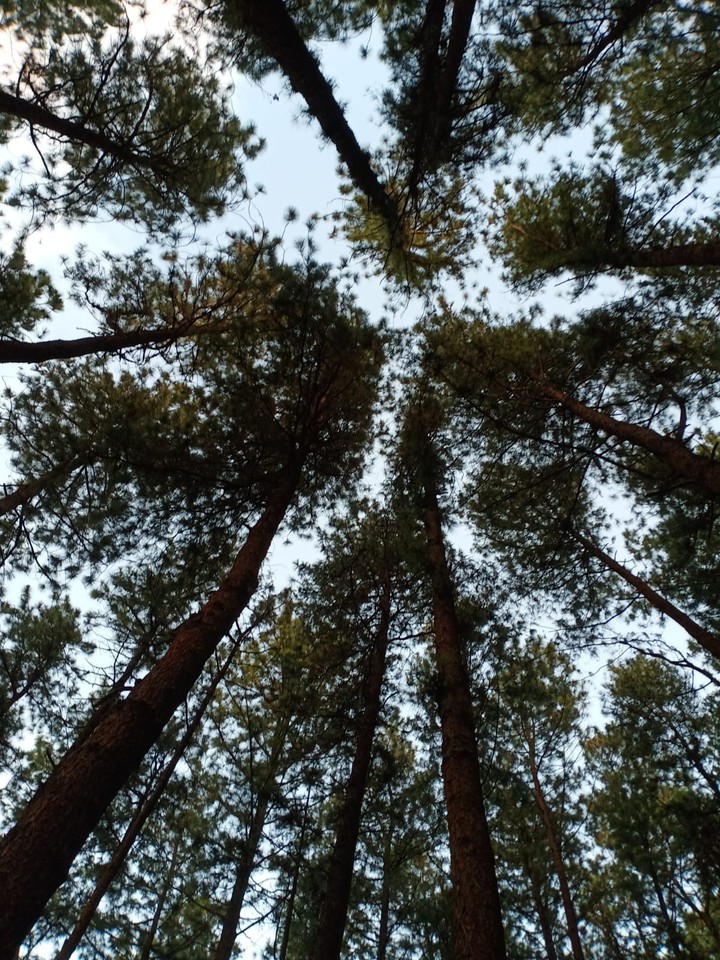 Pine Forest